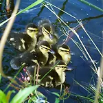 فندق Seehotel Luisenhof