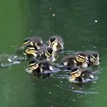 Hotel Seehotel Luisenhof