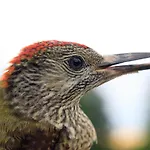 Seehotel Luisenhof فندق Falkenhagen (Markisch-Oderland)