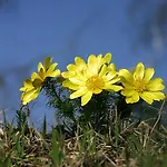 Seehotel Luisenhof فندق 3*