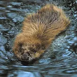 Seehotel Luisenhof فندق