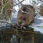Seehotel Luisenhof فندق Falkenhagen (Markisch-Oderland)