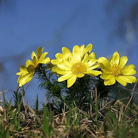 Seehotel Luisenhof Hotel 3*