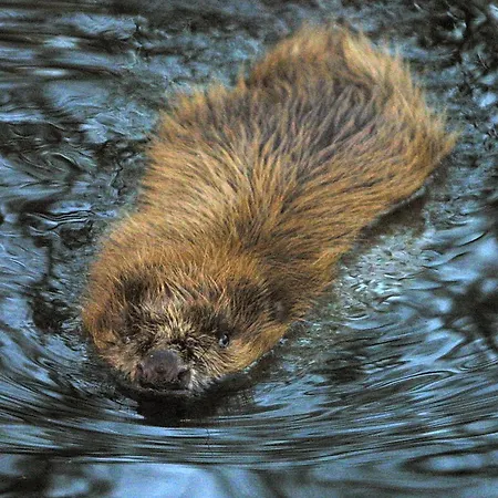 Seehotel Luisenhof فندق