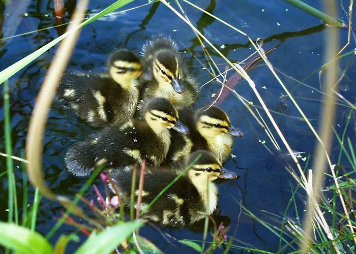 酒店 路易森霍夫酒店