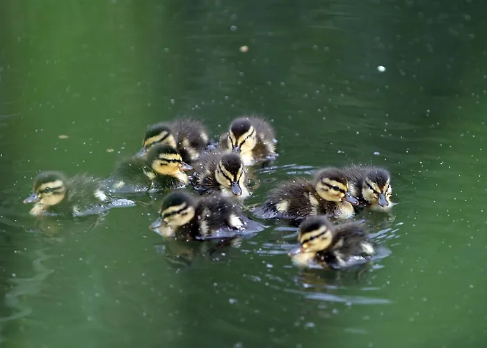 酒店 路易森霍夫酒店