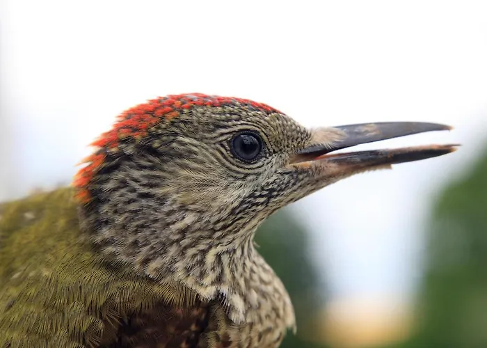 路易森霍夫酒店 酒店 法尔肯哈根