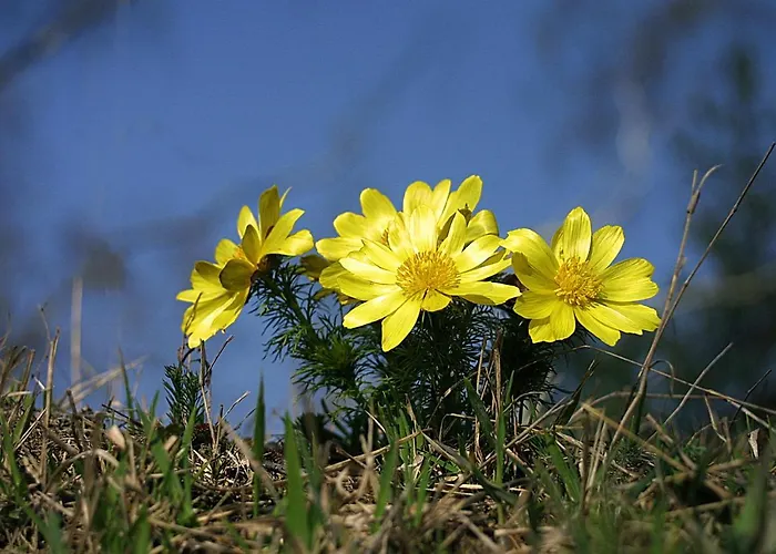 路易森霍夫酒店 酒店 3*