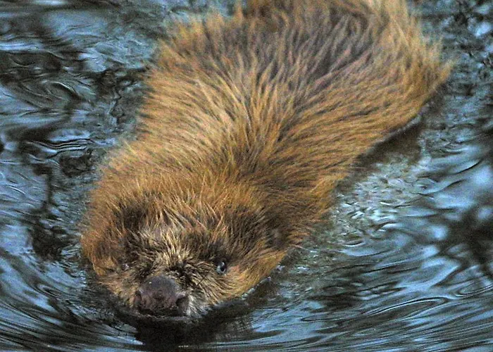 Seehotel Luisenhof Hotel