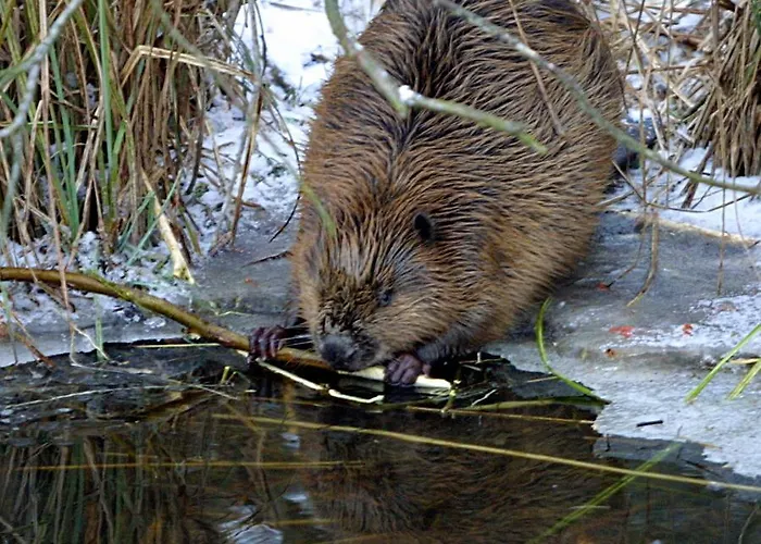 Seehotel Luisenhof Hotel Falkenhagen (Mark)